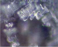 Thế giới kh&aacute;c trong một giọt nước: (Phần 2) Nước, nguồn gốc của sự sống - Tin180.com (Ảnh 17)