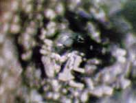 Thế giới kh&aacute;c trong một giọt nước: (Phần 2) Nước, nguồn gốc của sự sống - Tin180.com (Ảnh 23)