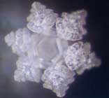 Thế giới kh&aacute;c trong một giọt nước: (Phần 2) Nước, nguồn gốc của sự sống - Tin180.com (Ảnh 29)