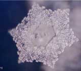 Thế giới kh&aacute;c trong một giọt nước: (Phần 2) Nước, nguồn gốc của sự sống - Tin180.com (Ảnh 32)