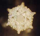 Thế giới kh&aacute;c trong một giọt nước: (Phần 2) Nước, nguồn gốc của sự sống - Tin180.com (Ảnh 31)